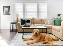 Faux wood blinds in a living room with a golden doodle, adding warmth and style while ensuring light control and privacy.